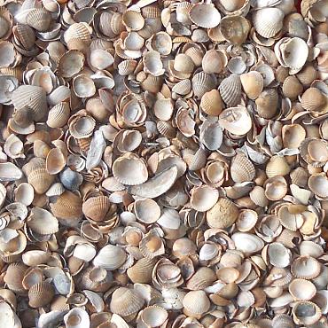 Noordzeeschelpen 1500KG BB
