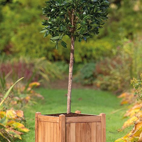 Bloembak teak - Kalimantan groot
