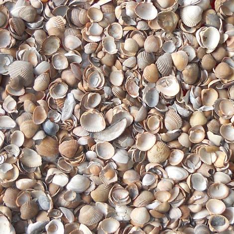 Noordzeeschelpen 1500KG - BB