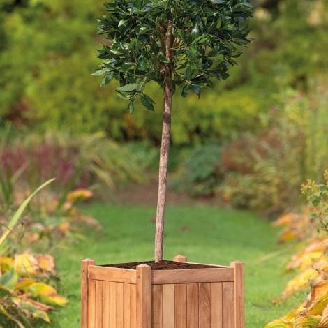 Bloembak teak - Kalimantan groot