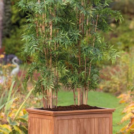 Bloembak teak - Flores groot