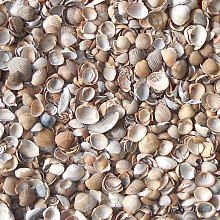 Noordzeeschelpen 1500KG - BB