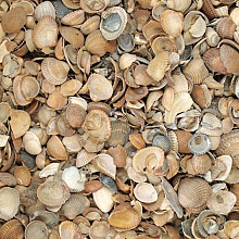 Schelpen 8-16 mm - 17ltr